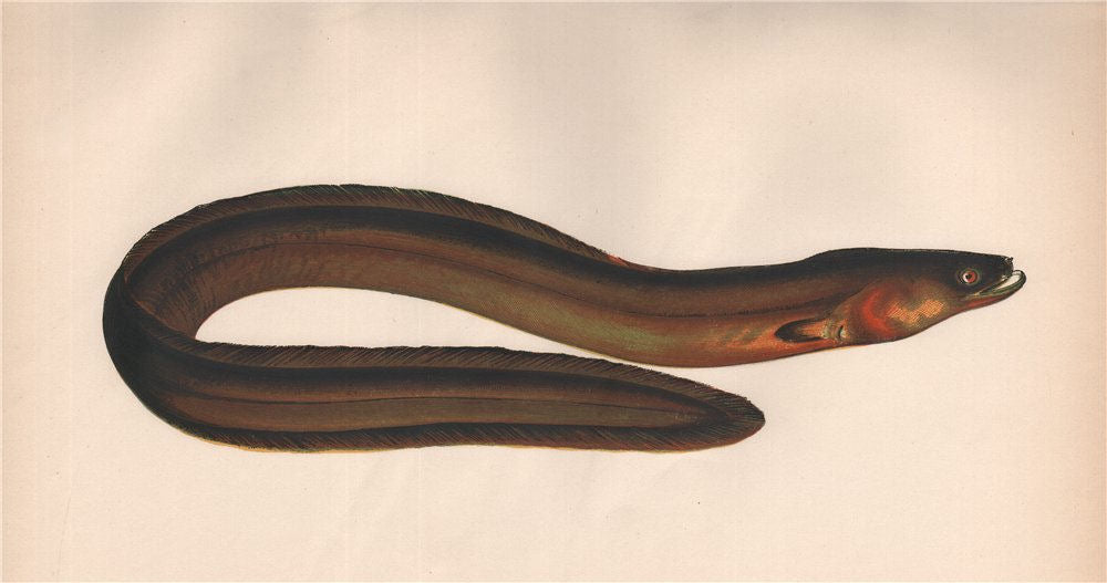 BROAD-NOSED EEL. European Eel, Anguilla anguilla/Latirostris. COUCH. Fish 1862